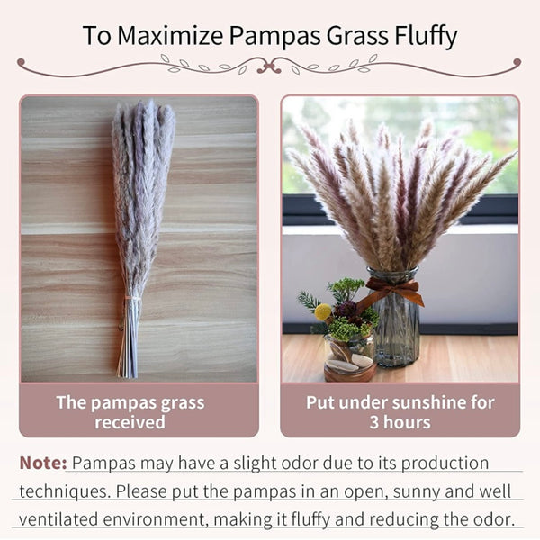 Pampas Grass